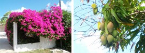 Bougainville en mangoboom