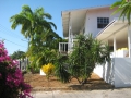 Garden with big palm trees